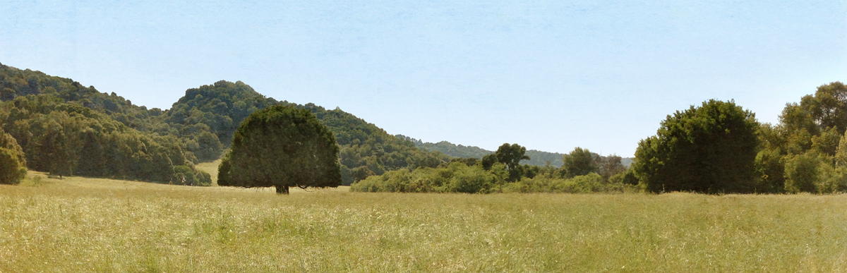 California Oak Tree, Briones Park